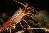 spiny lobster